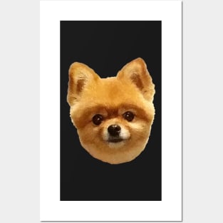 Pomeranian 2 - black background Posters and Art